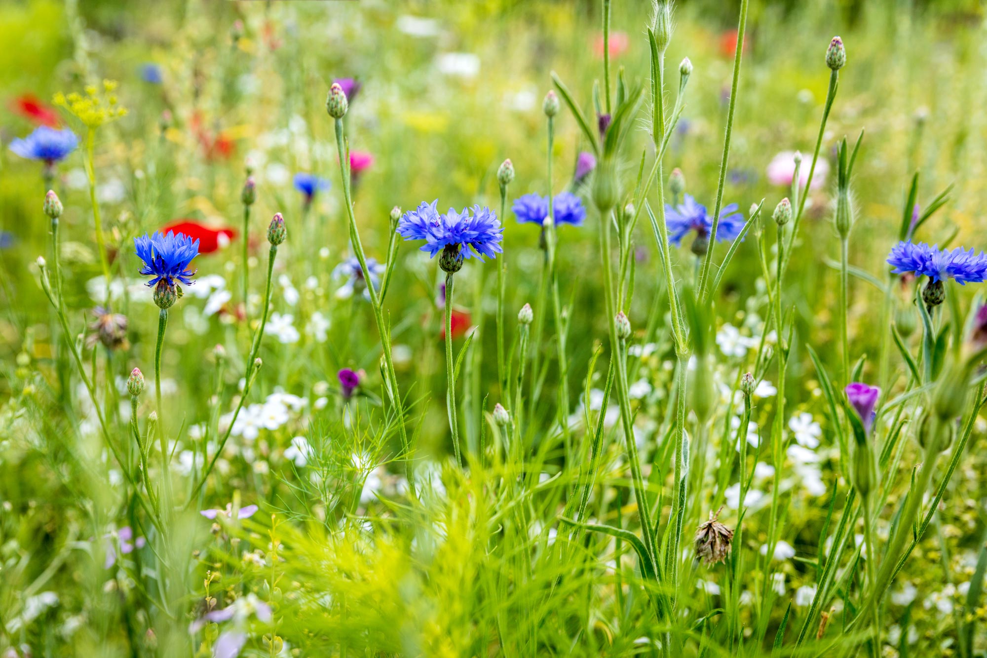 Blommor på en äng