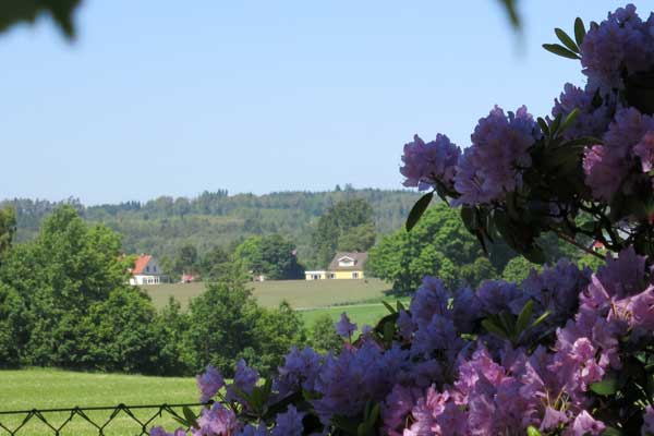 Blommor vid en äng